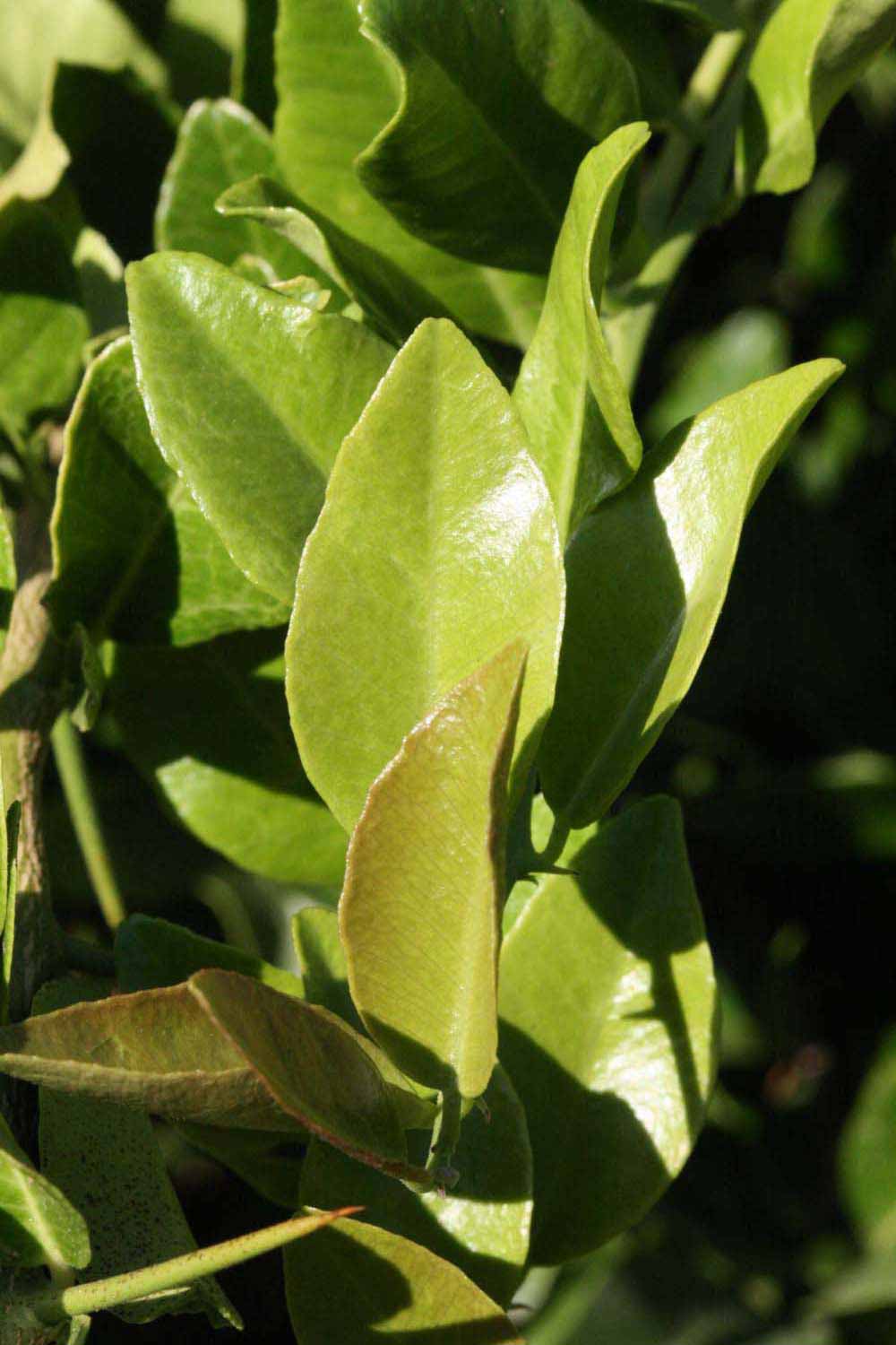              Sun leaves (Riverside, CA)       
